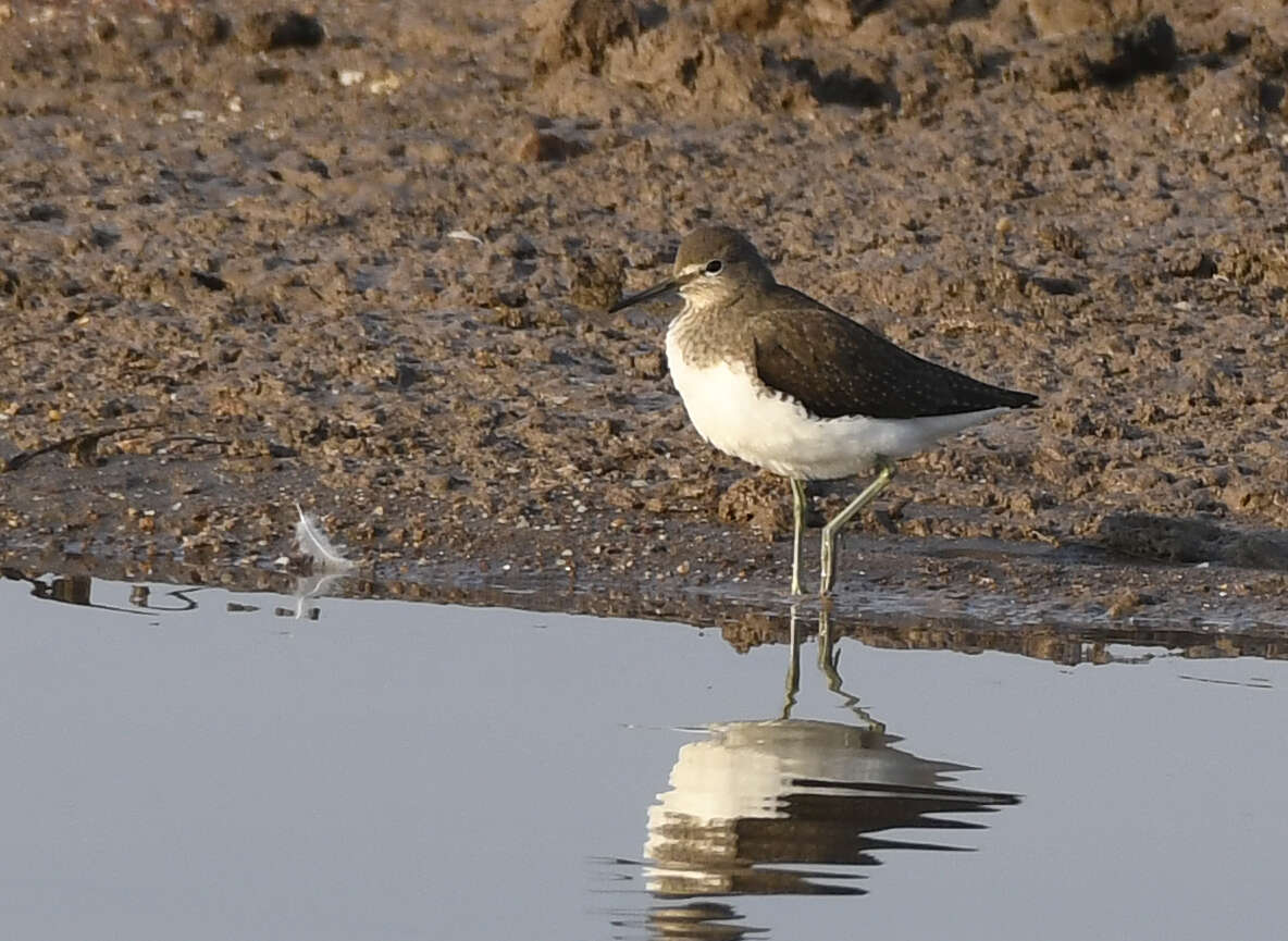 Image of Green Sandpiper