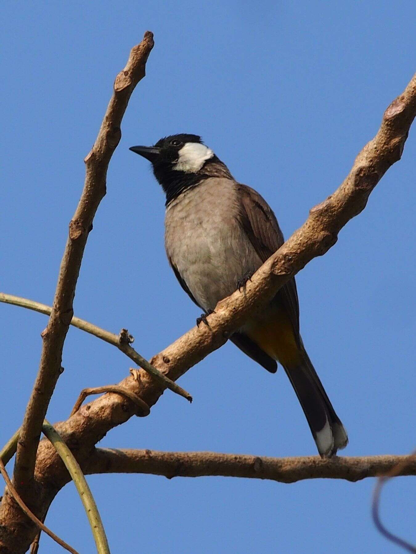 Image of White-eared Bulbul