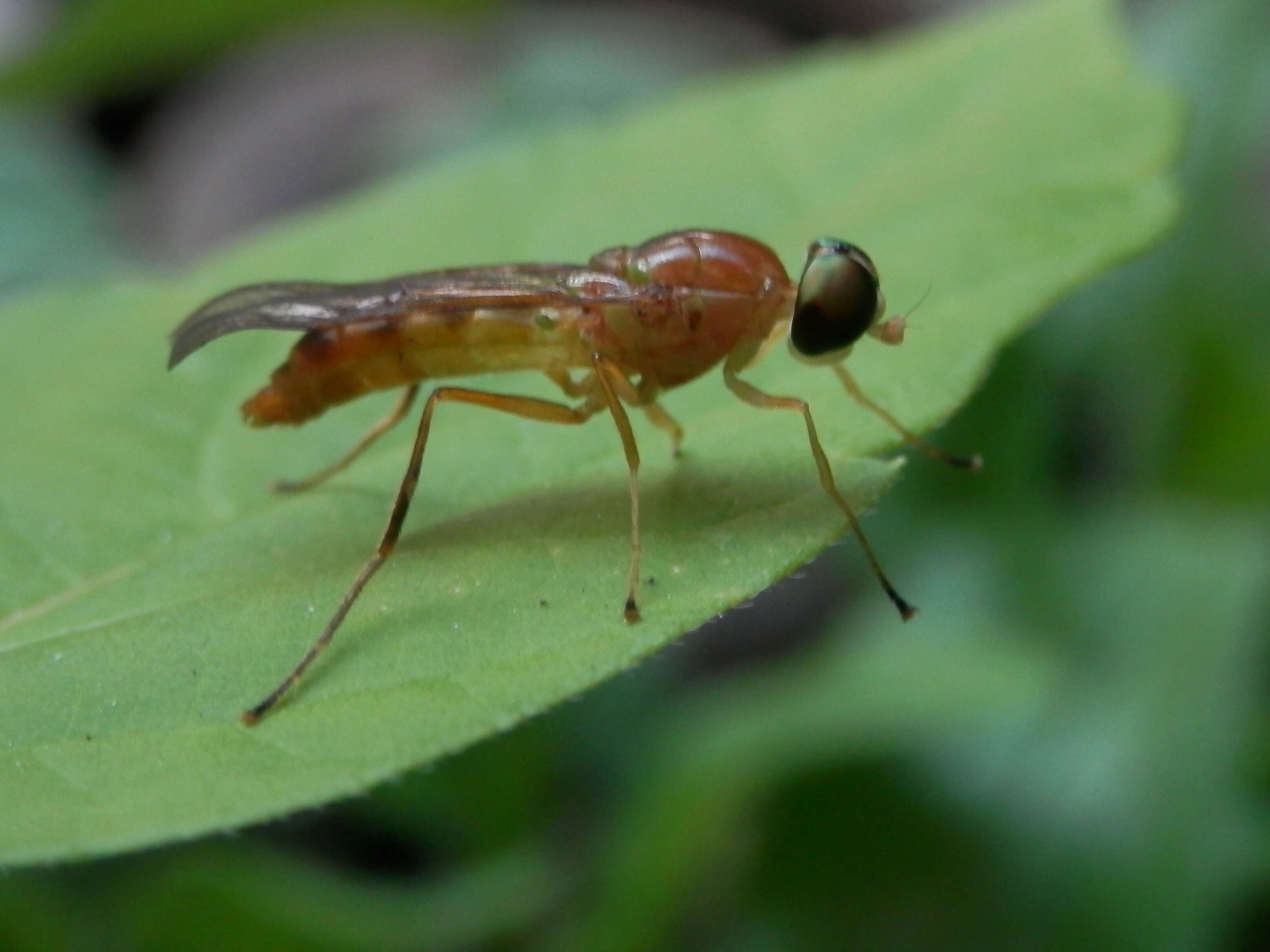 Image of Ptecticus trivittatus (Say 1829)