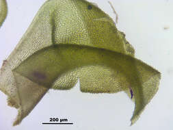 Image of paludella moss