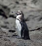 Imagem de Pinguim-das-galápagos