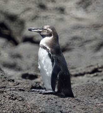 Imagem de Pinguim-das-galápagos