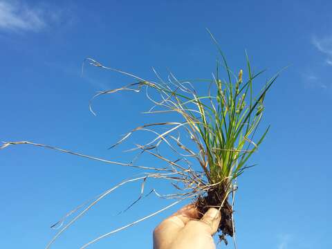 Image of Carex viridula