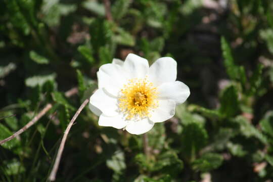 Imagem de Dryas octopetala L.