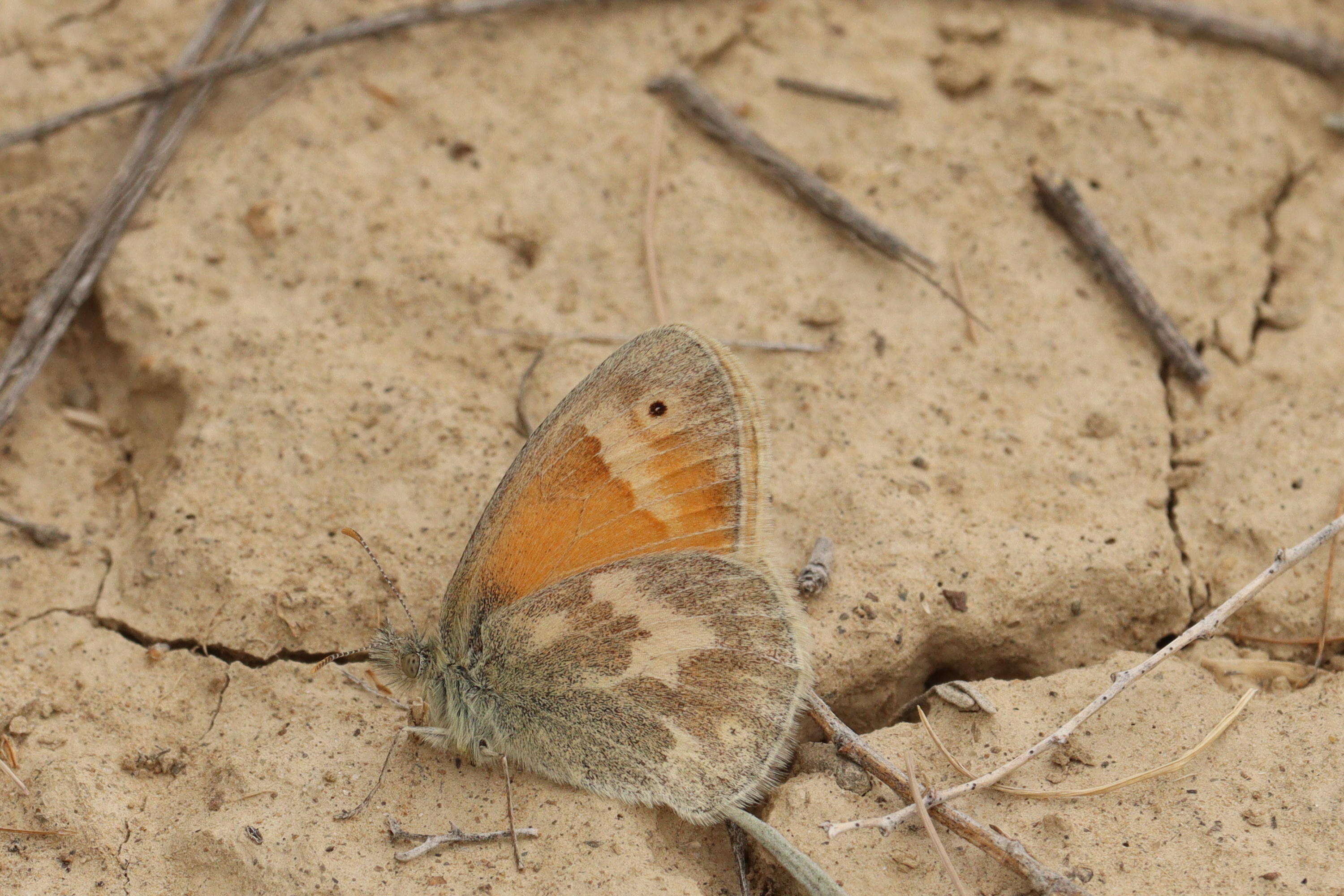 Image of Common Ringlet