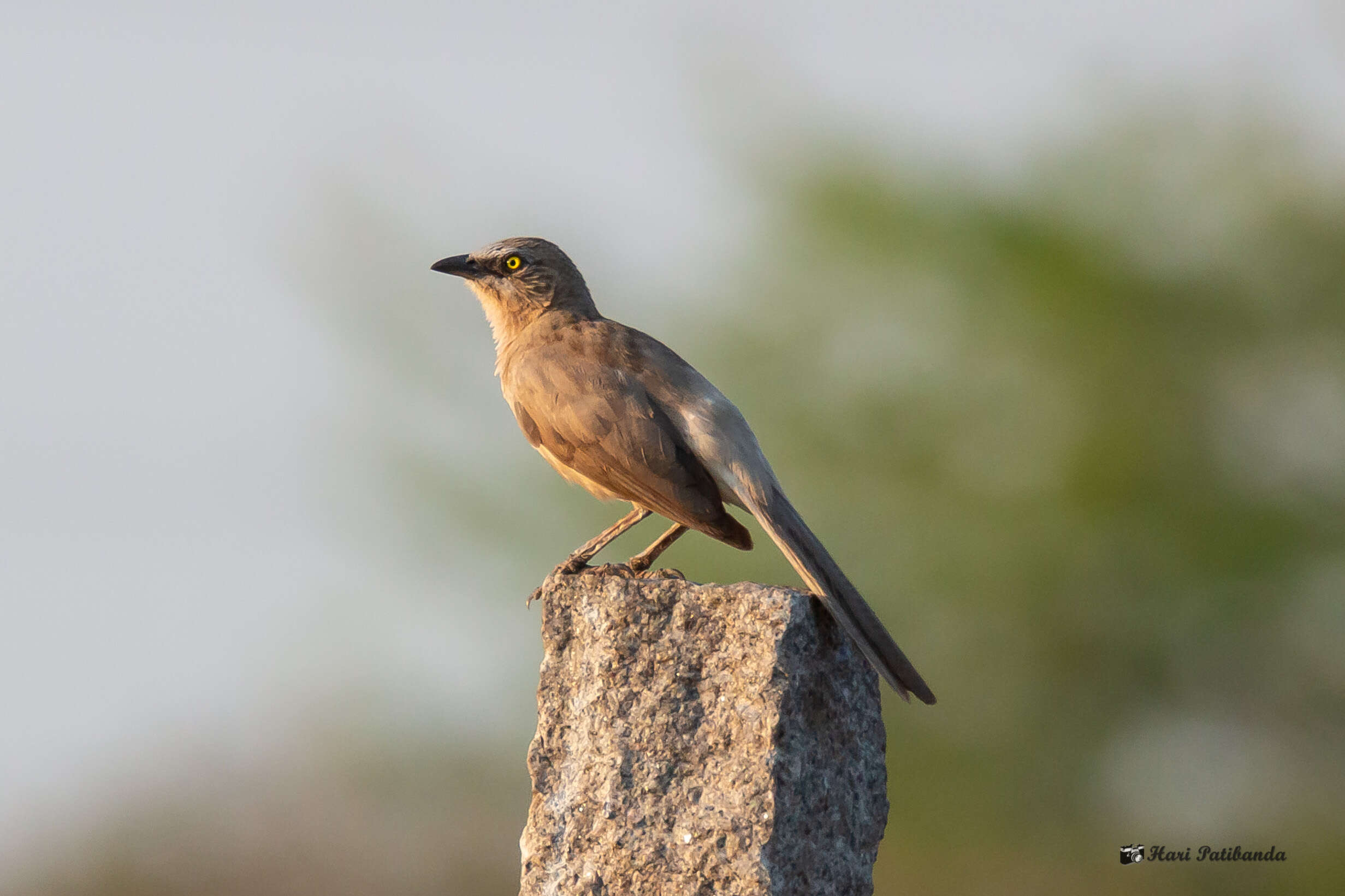 Image of Large Grey Babbler