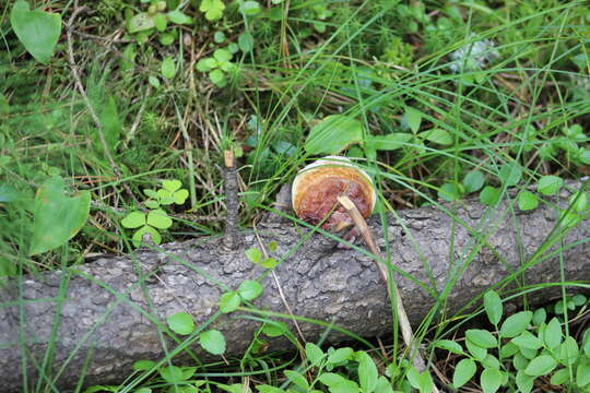 Image of lingzhi mushroom