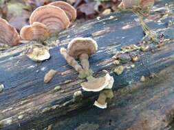 Image of False turkeytail