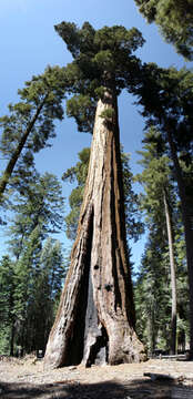 Image of giant sequoia