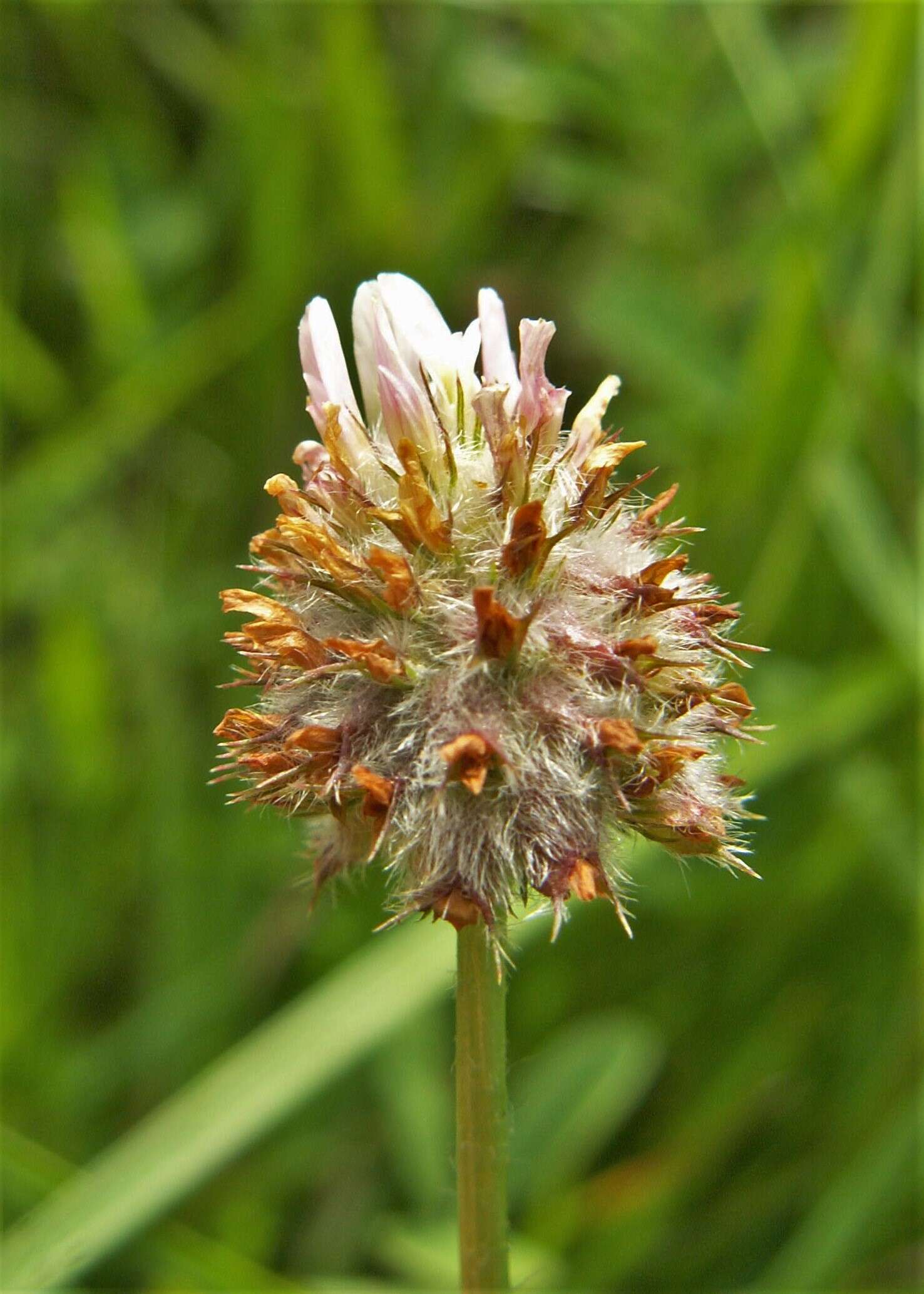 Image of strawberry clover