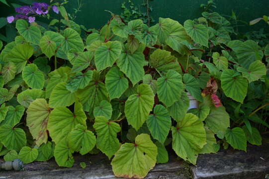 Image of hardy begonia