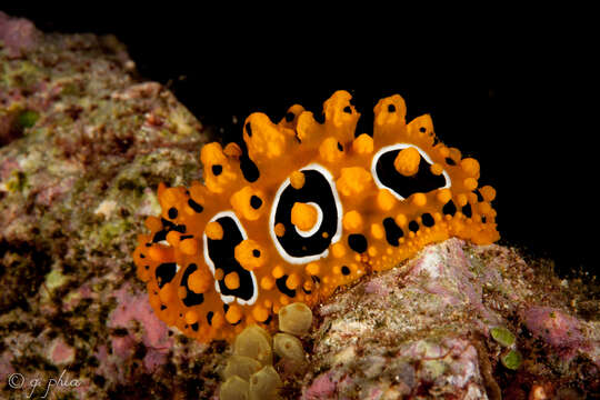 Image of Lumpy yellow eyespot slug