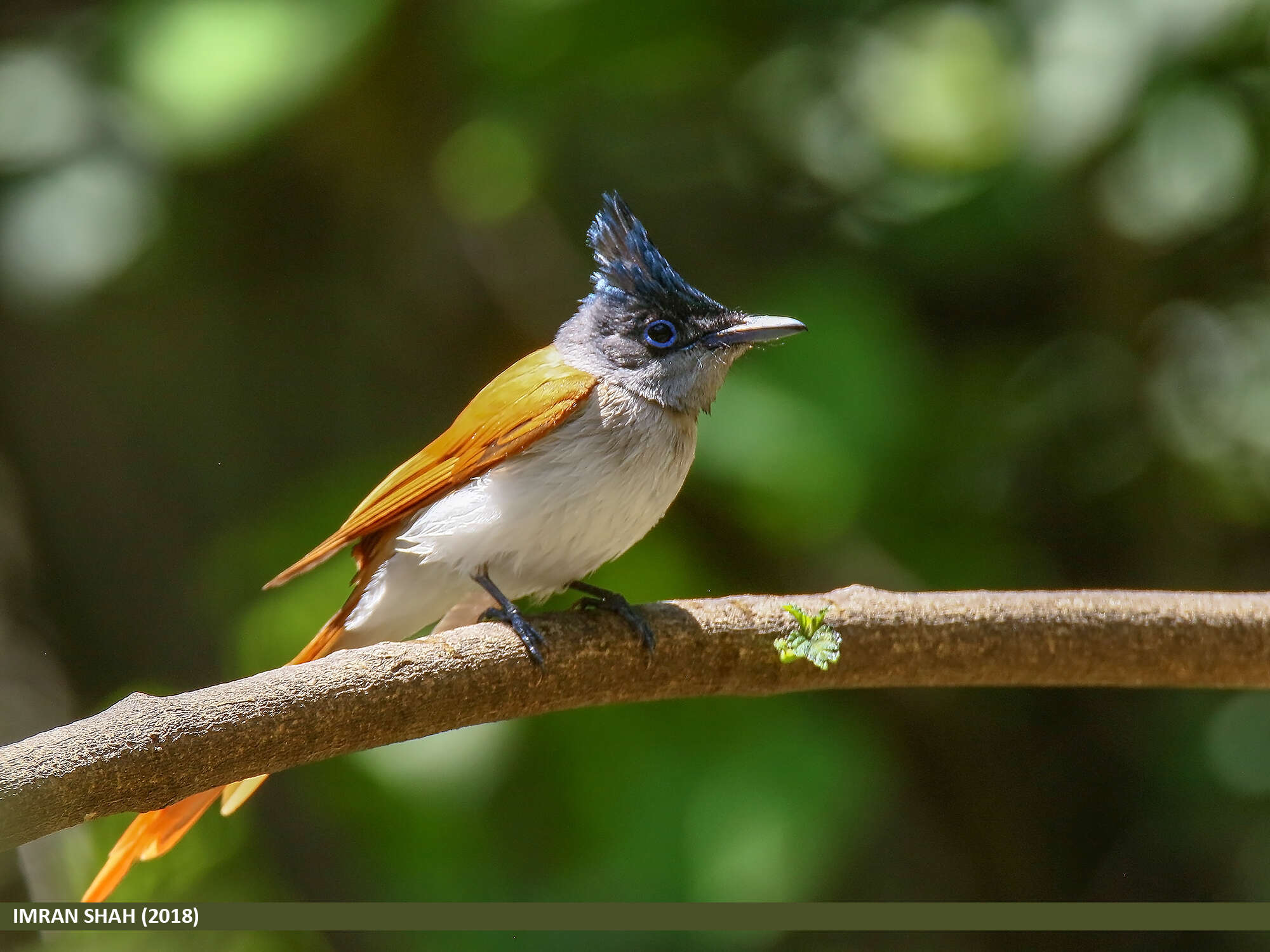 Image of Asian Paradise-Flycatcher