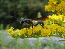 Image of Mud dauber