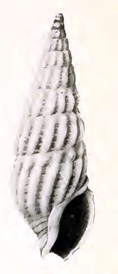 Image de Pyrgocythara hemphilli Bartsch & Rehder 1939