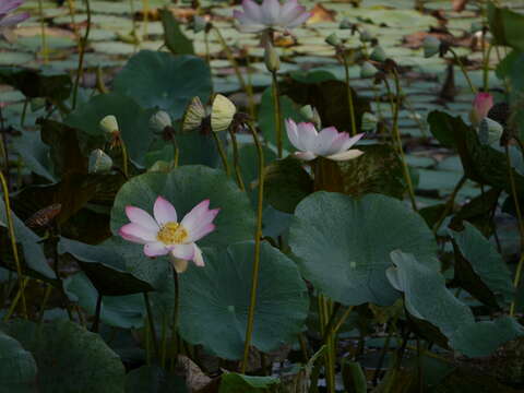 Image of sacred lotus