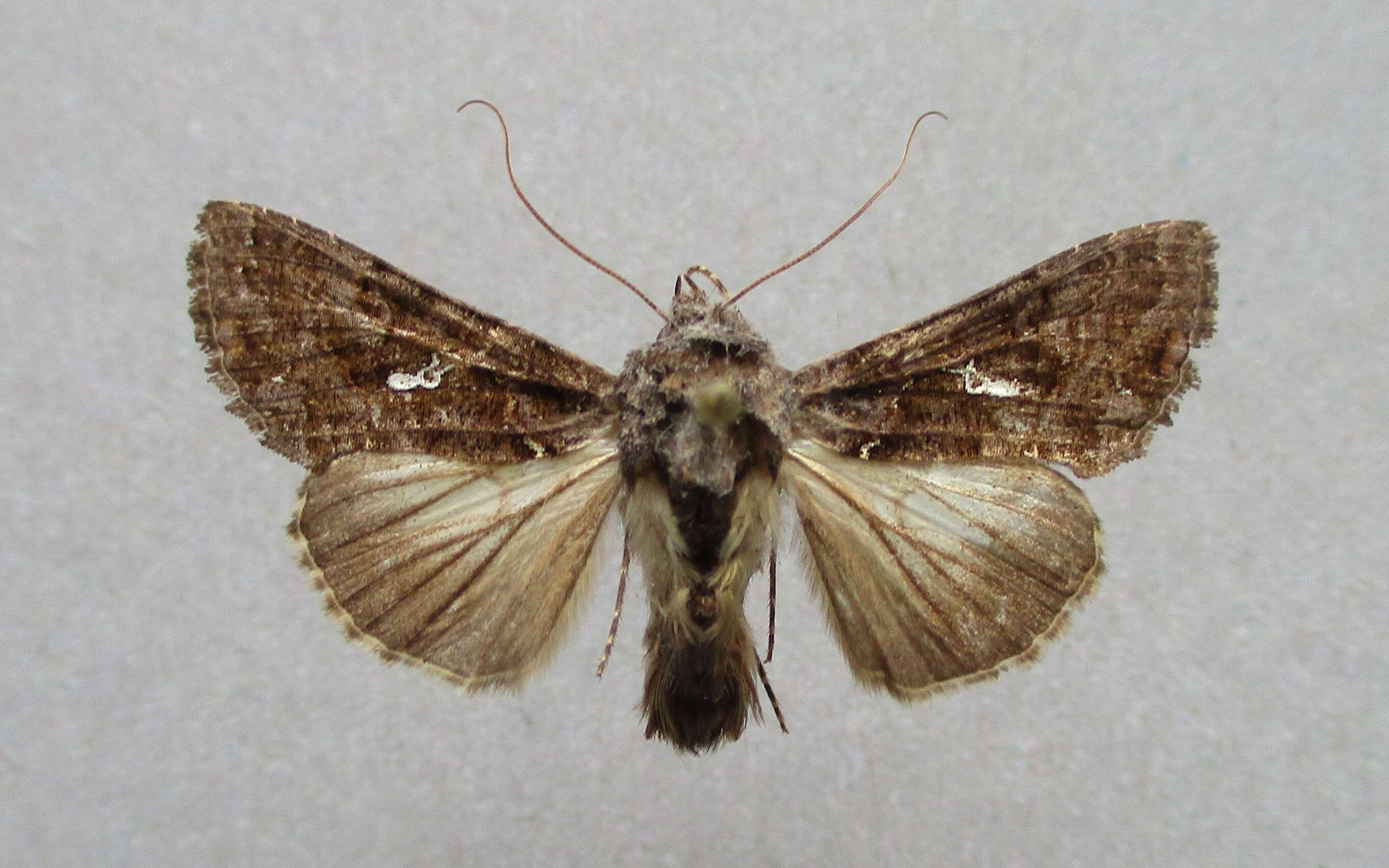 Image of Ctenoplusia limbirena Guenée 1852