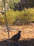 Image of Red-legged Partridge