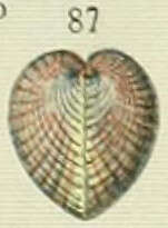 Image de Cardioidea Lamarck 1809