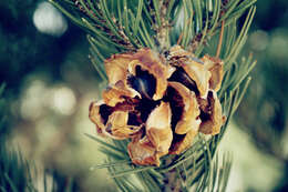 Pinus cembroides Zucc. resmi