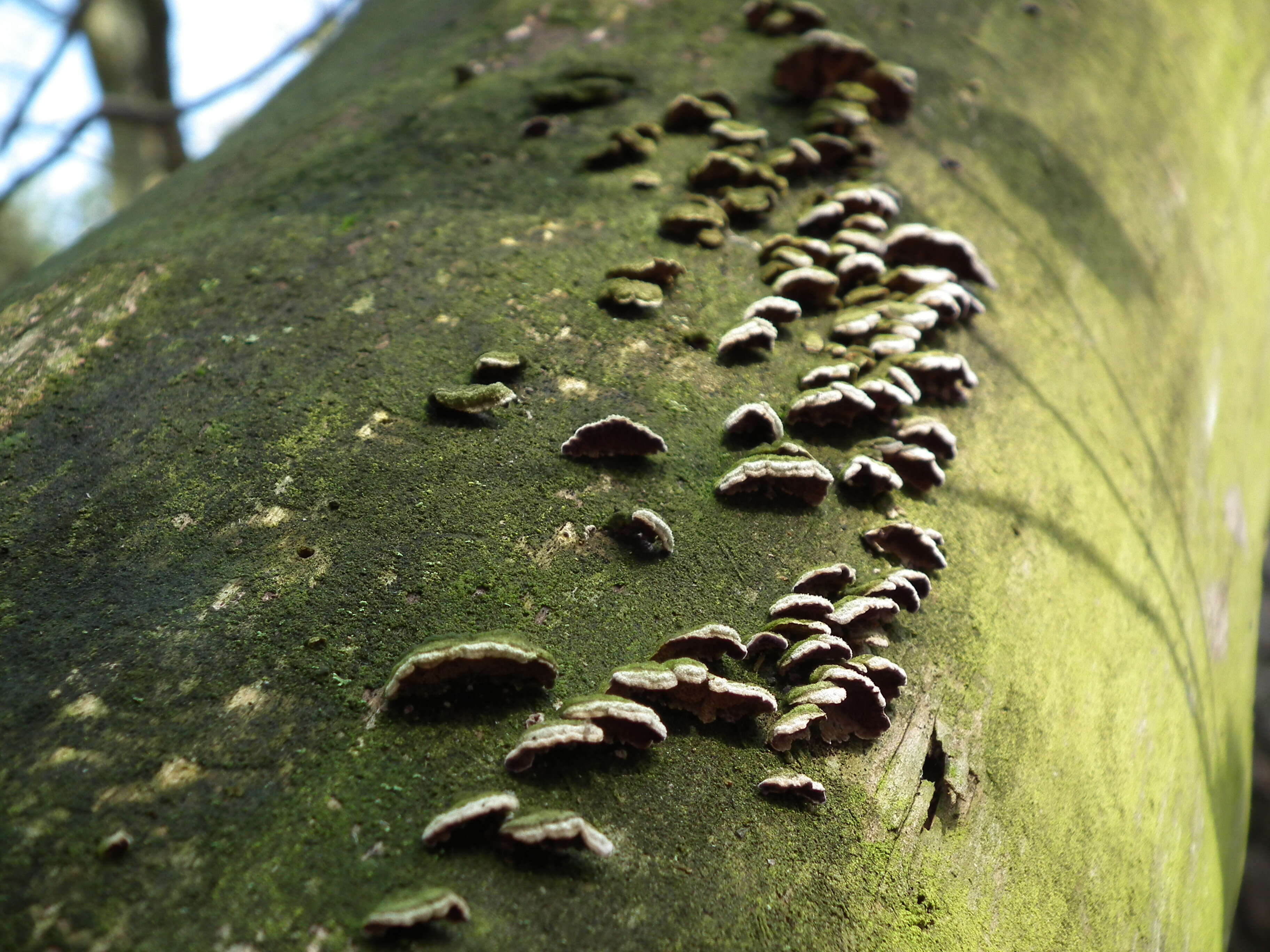 Image of Turkey Tail