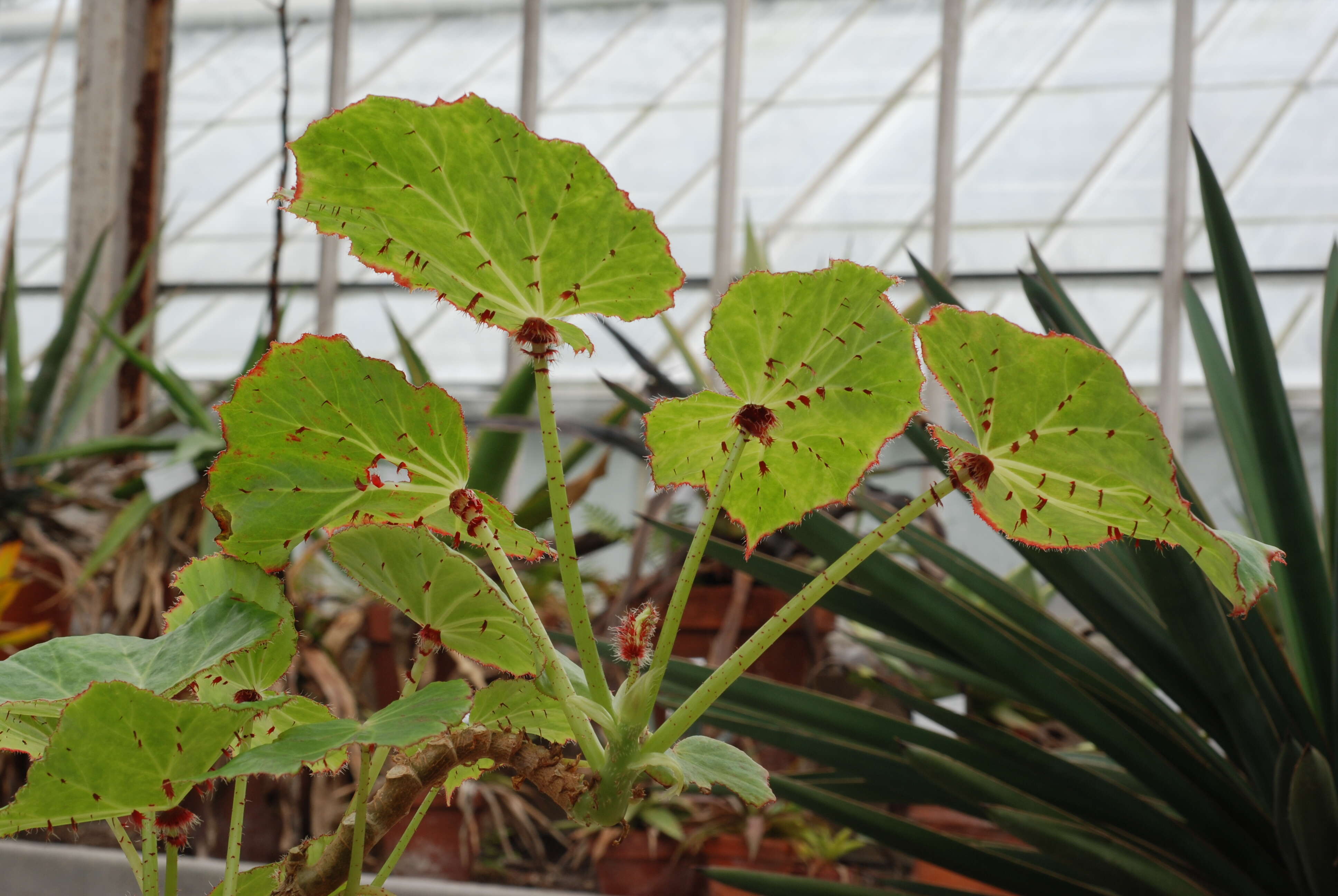 Слика од Begonia manicata Brongn.