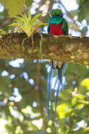 Image of Magnificent Quetzal