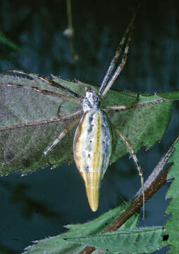 Image of Argiope protensa L. Koch 1872