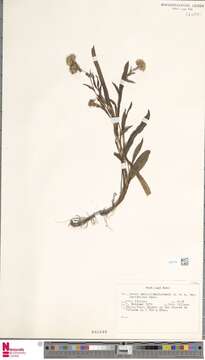 Image of Symphyotrichum peteroanum (Phil.) G. L. Nesom