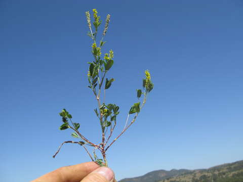 Image of annual yellow sweetclover