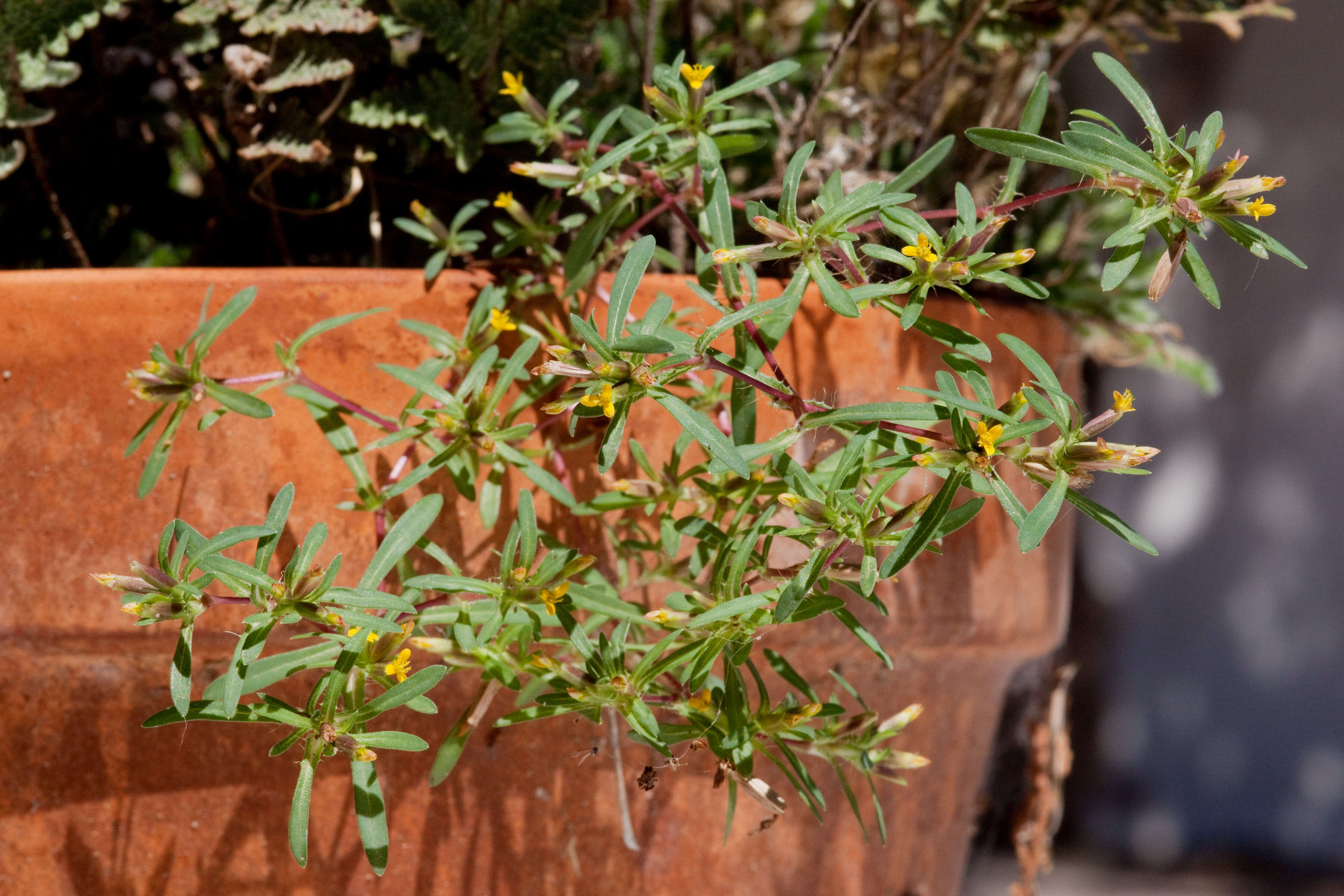 Слика од Pectis cylindrica (Fern.) Rydb.