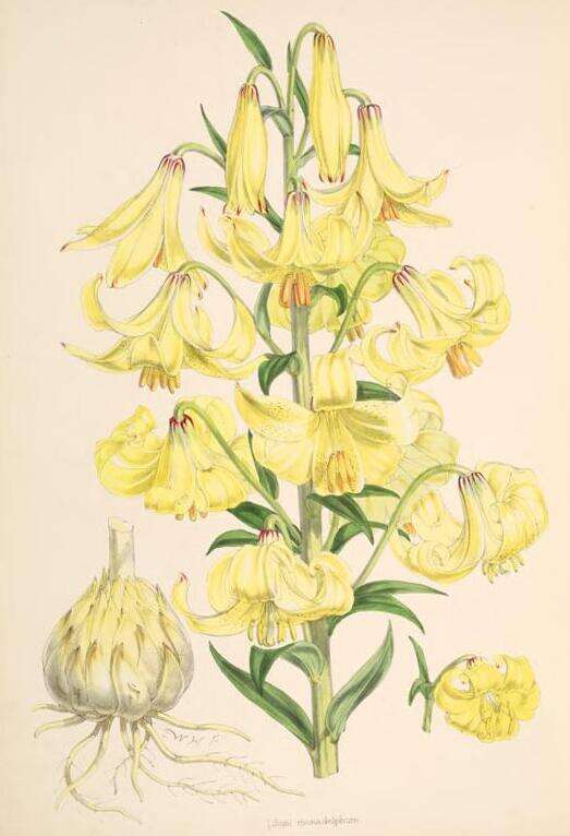 Imagem de Lilium monadelphum M. Bieb.