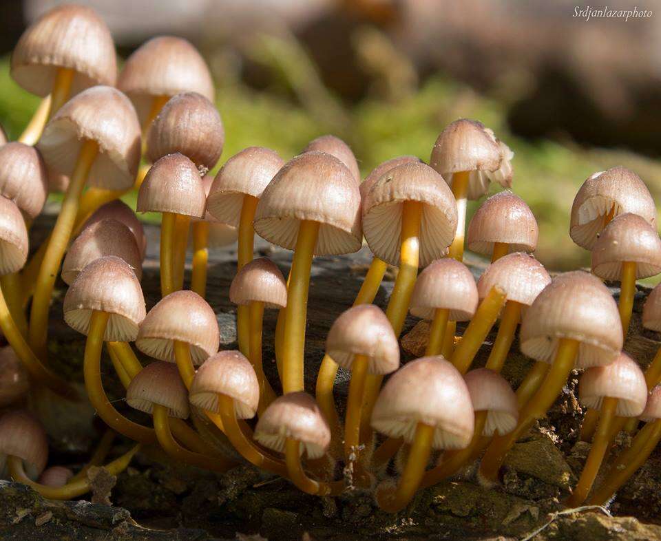 Image of Mycena renati Quél. 1886