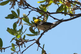 Image of Hermit Warbler