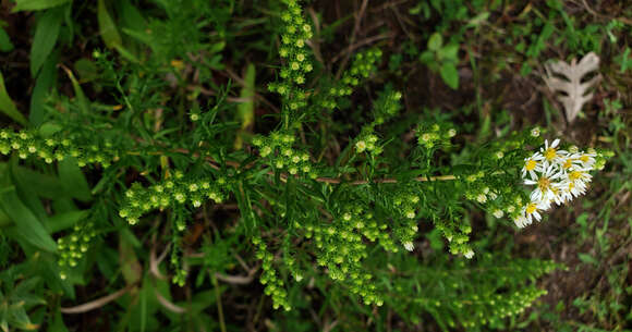 صورة Symphyotrichum ericoides (L.) G. L. Nesom