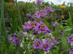 Imagem de Schizanthus pinnatus Ruiz & Pavón