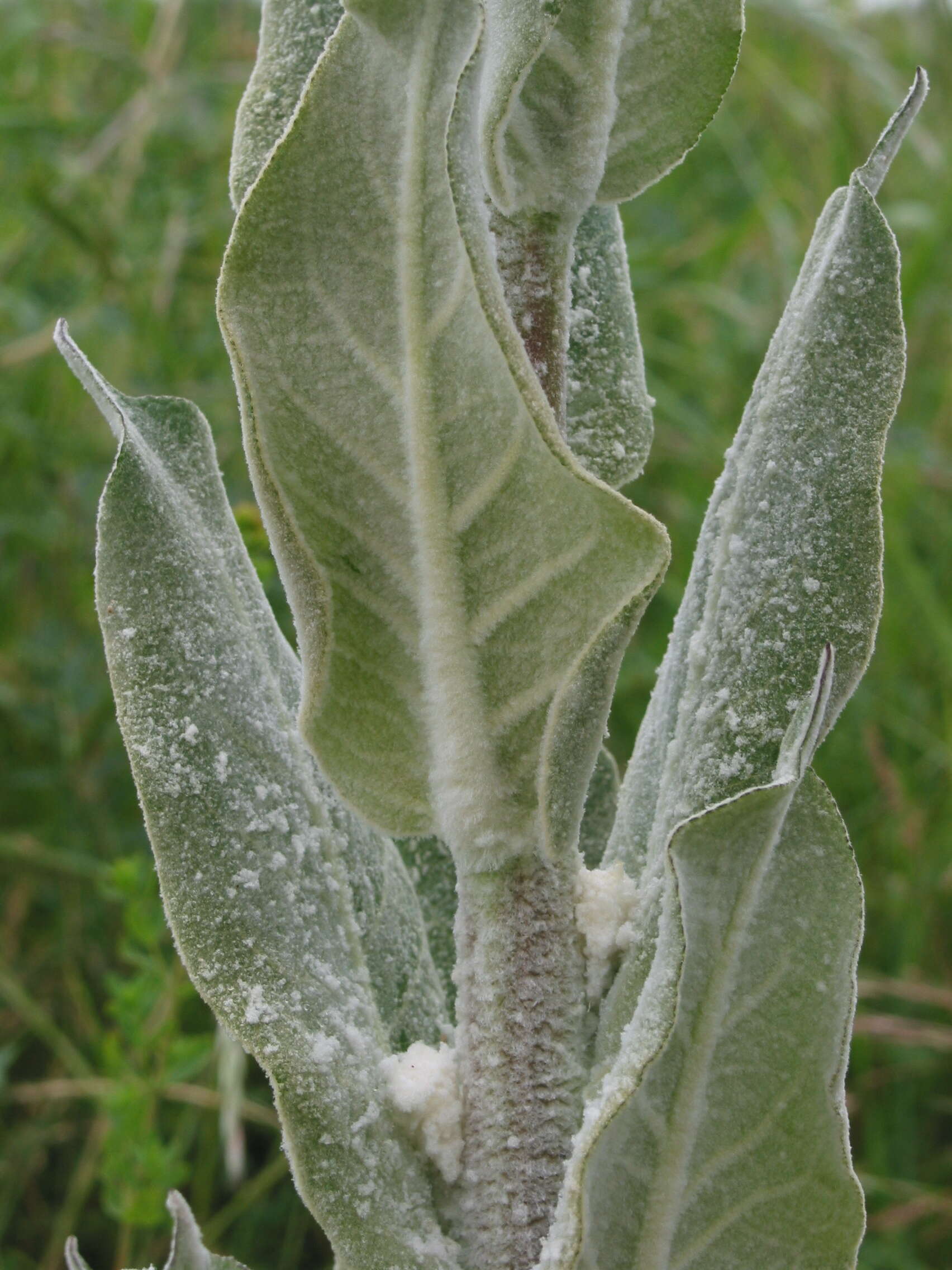 Image of broad-leaf mullein