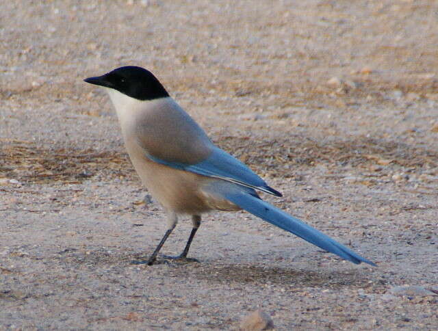 Image of Iberian Magpie