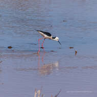 Image of Pied Stilt