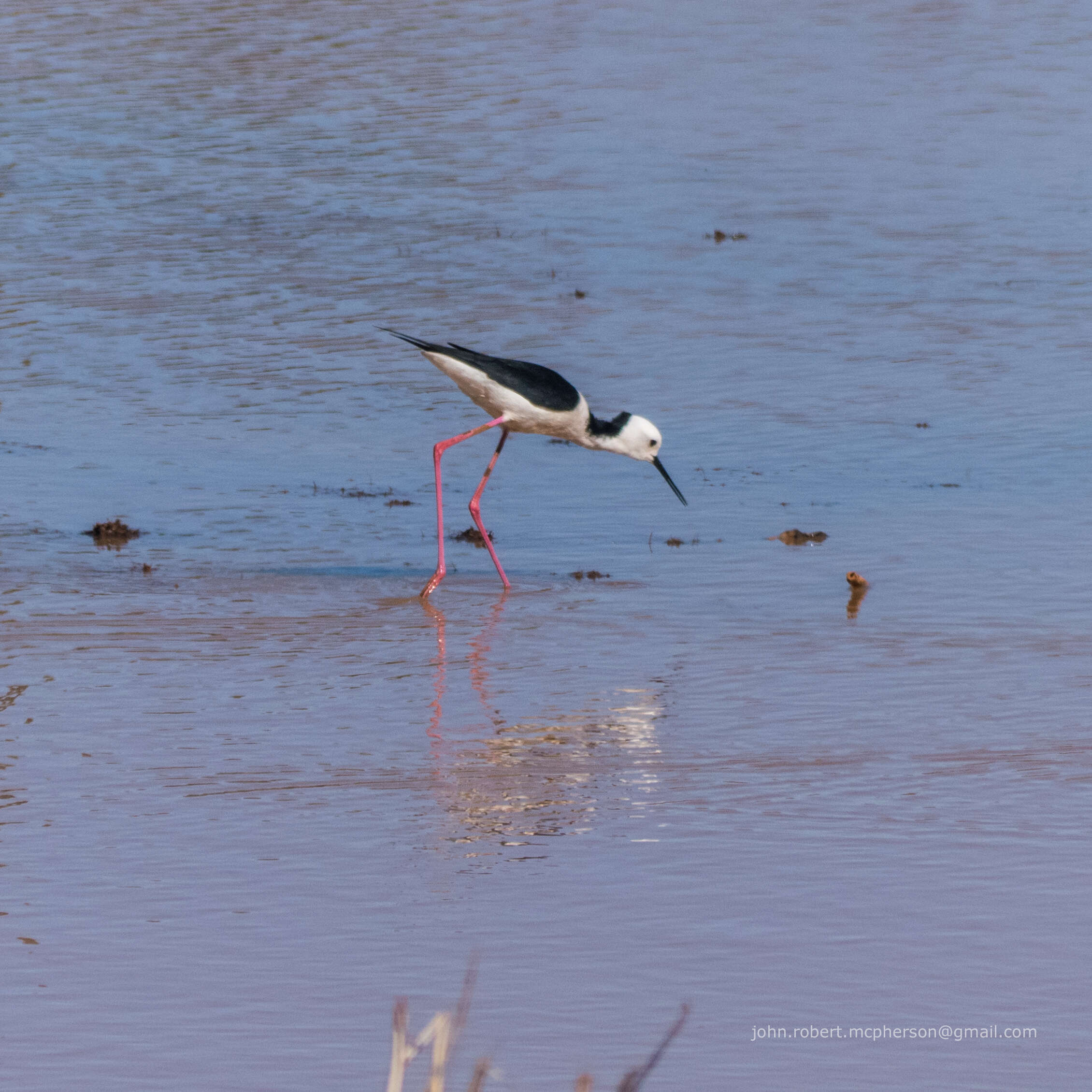 Image of Pied Stilt