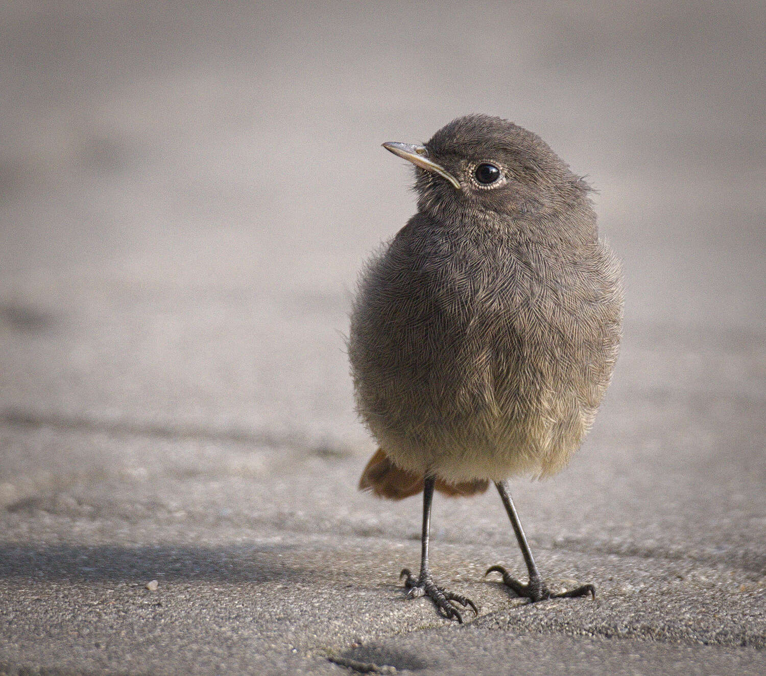 Image of Black Redstart