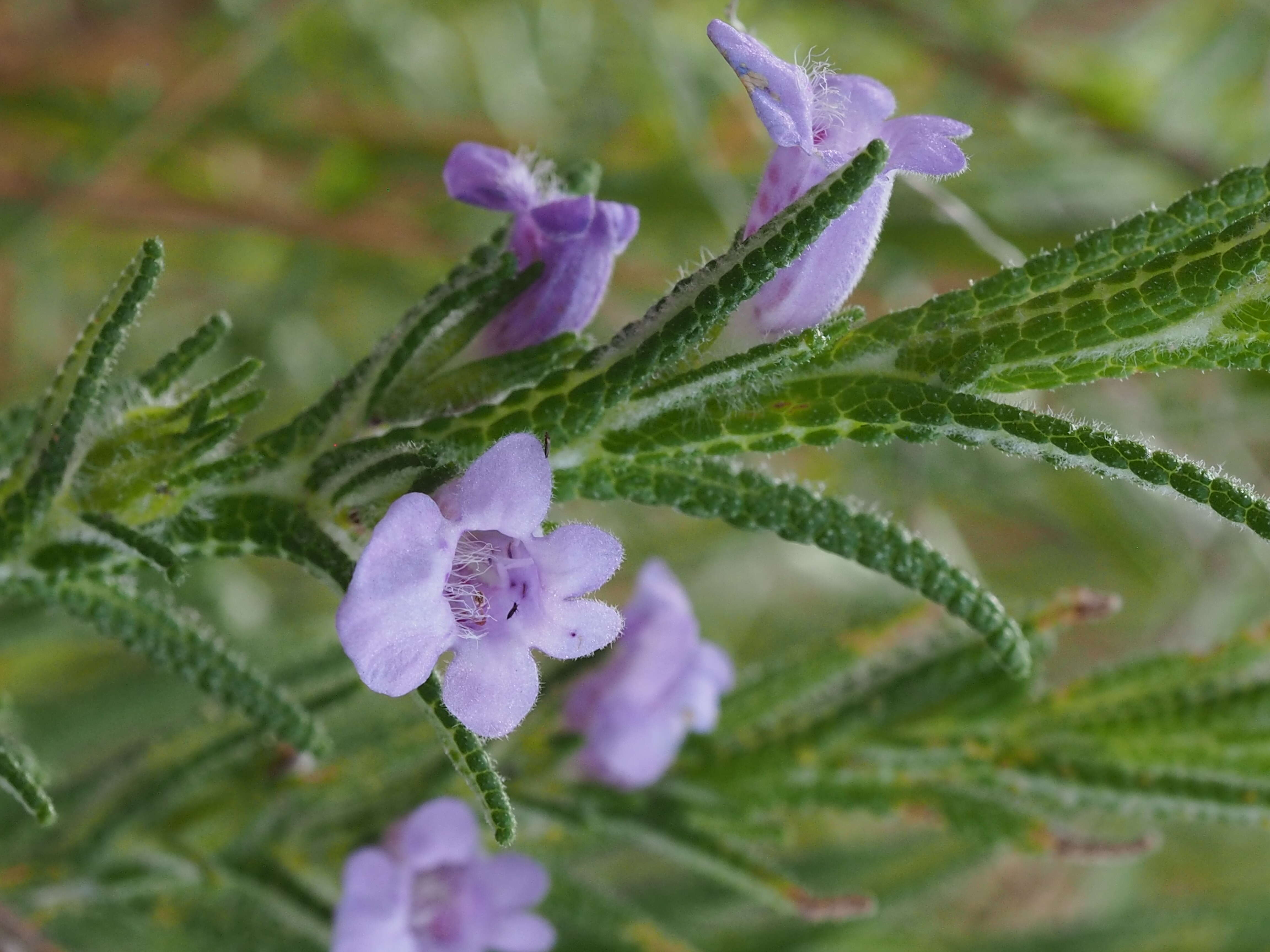 Image of Chloanthes parviflora Walp.