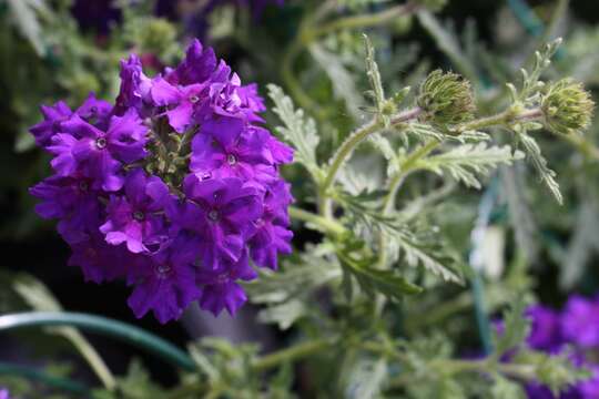 Image of Dakota mock vervain