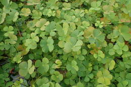 Plancia ëd Marsilea quadrifolia L.