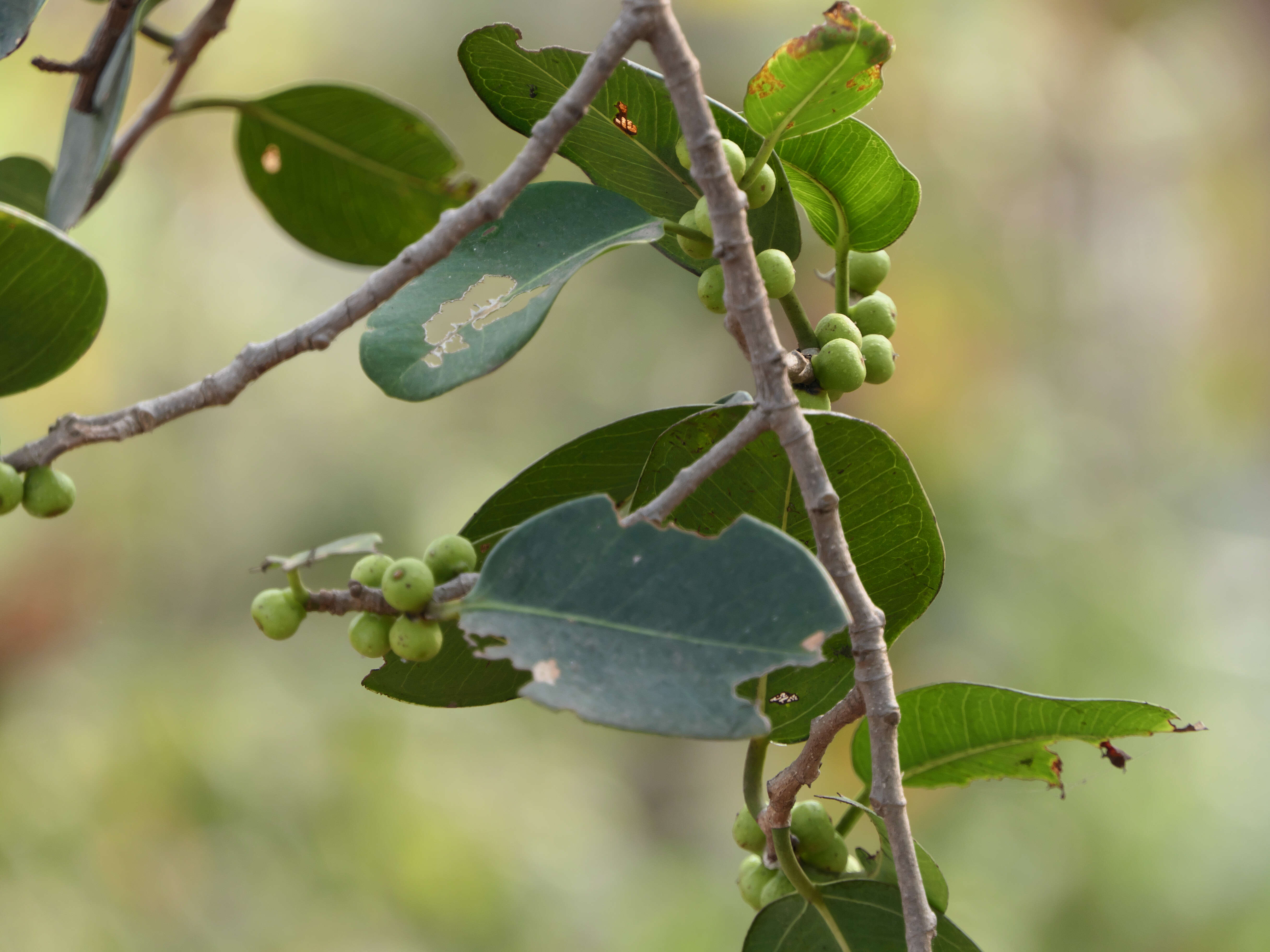 Image de Ficus microcarpa L. fil.