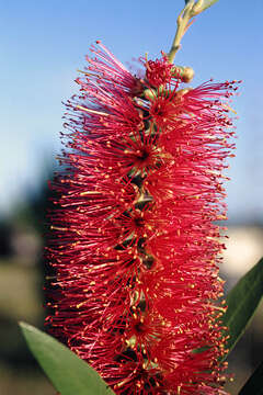 صورة Callistemon citrinus (Curtis) Skeels