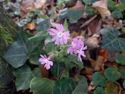 Image of red catchfly