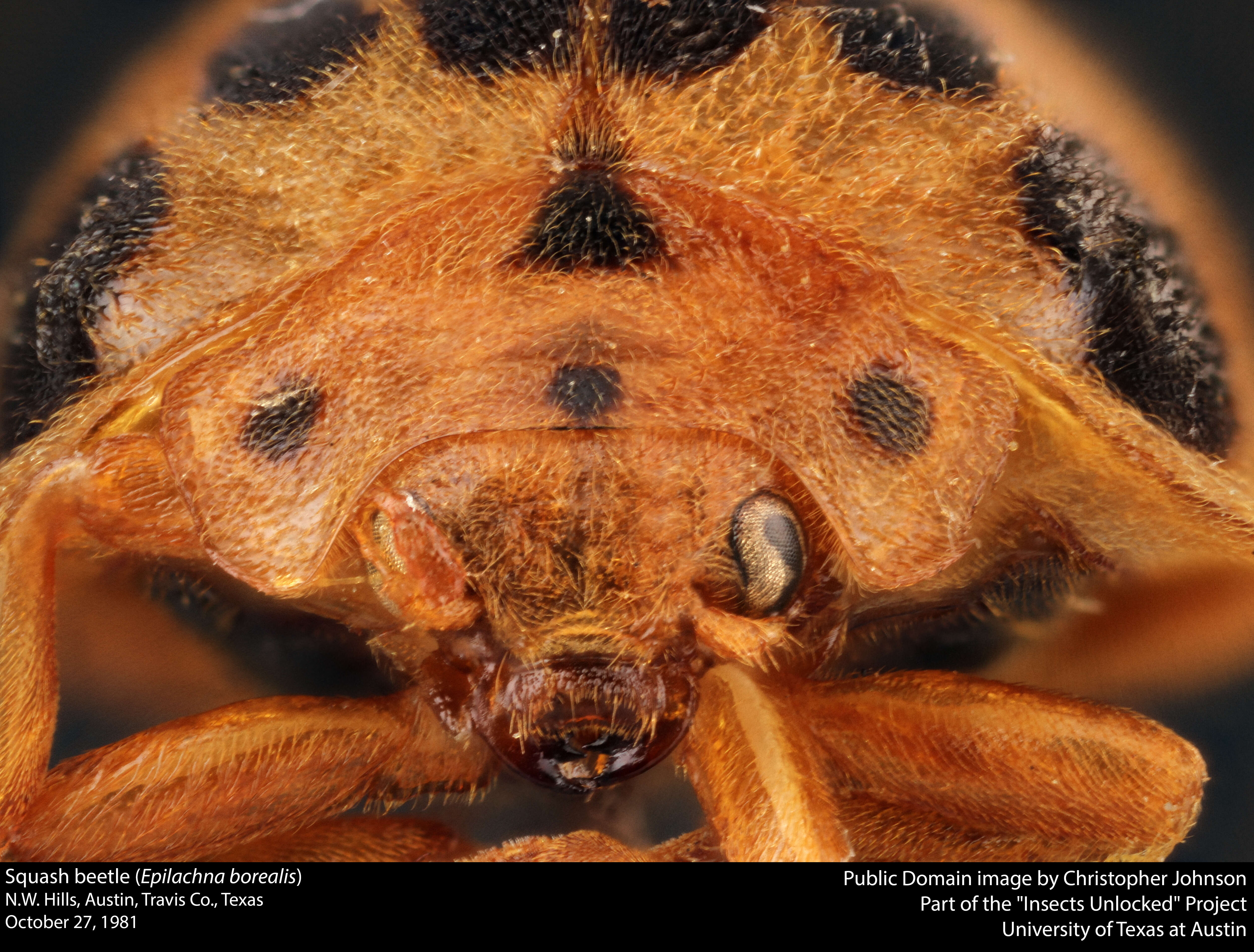 Image of Squash Lady Beetle