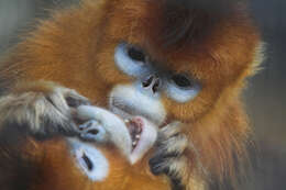 Image of Golden Snub-nosed Monkey