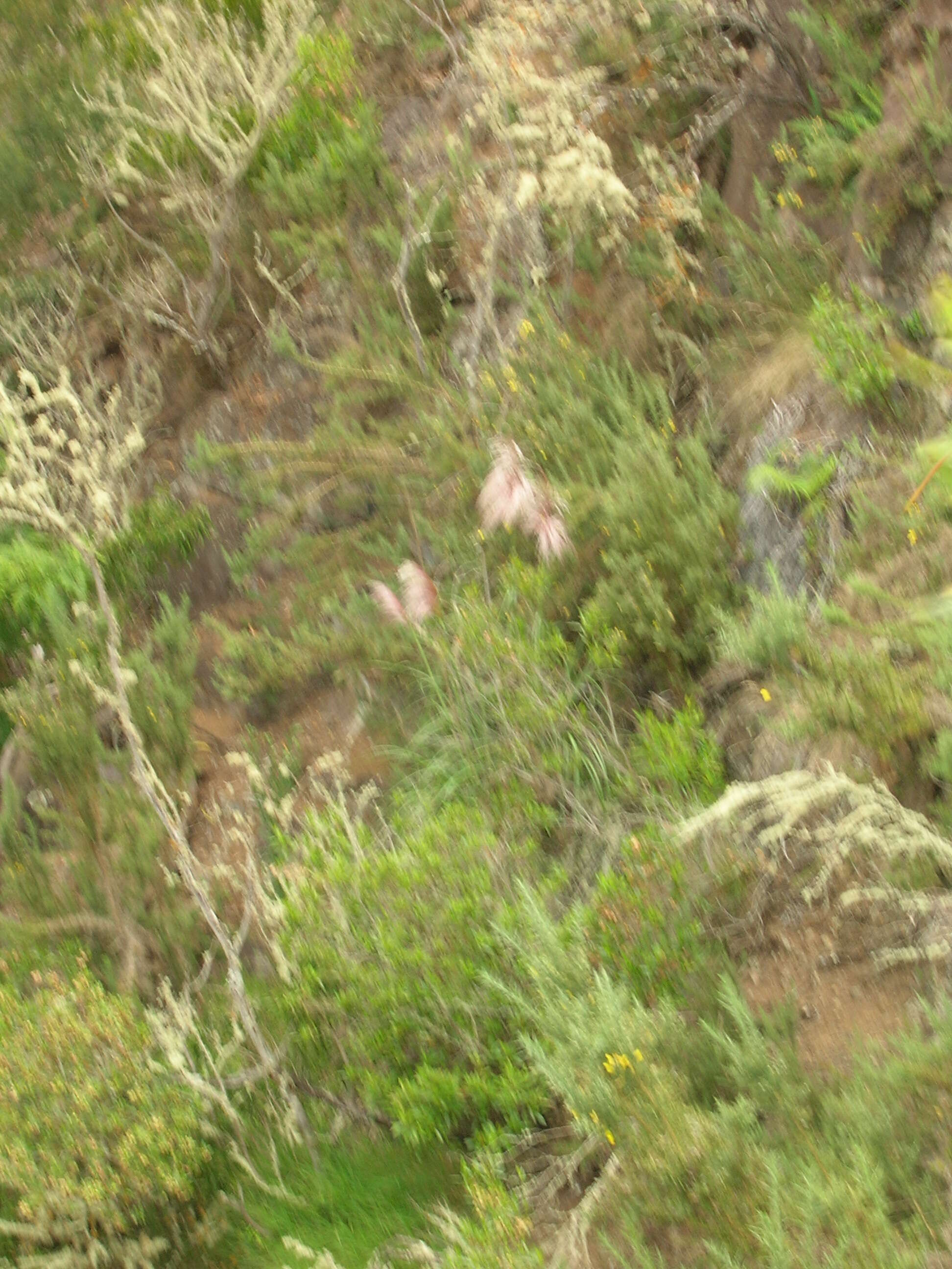 Image of purple pampas grass